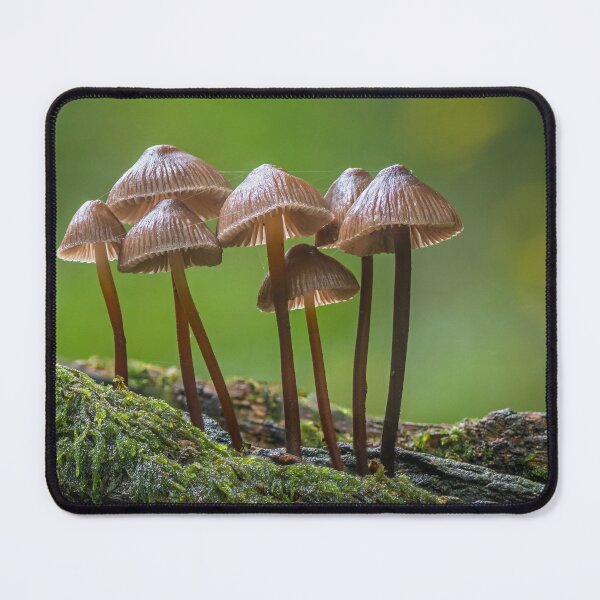 Item preview, Clustered Bonnet Mushrooms designed and sold by Tony North.