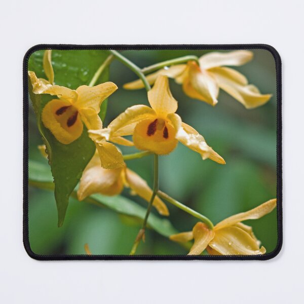 Item preview, Here's looking at you! designed and sold by Kerryn Madsen-Pietsch.