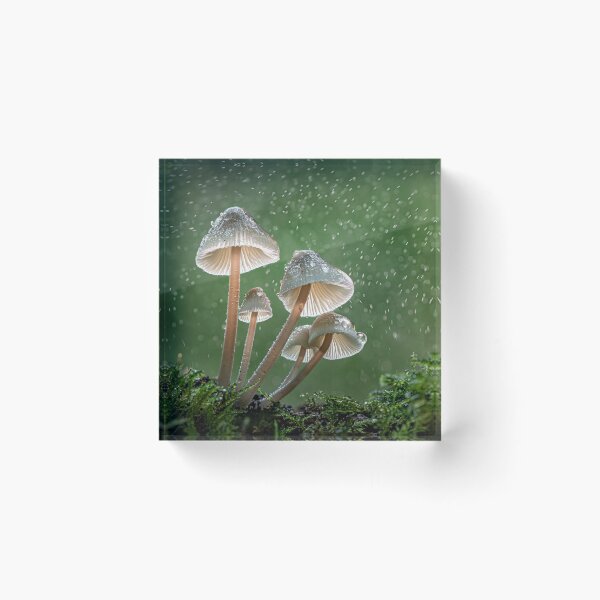 Item preview, Common Bonnets With Raindrops designed and sold by Tony North.
