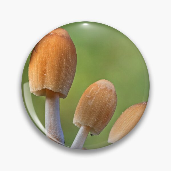 Item preview, Glistening Inkcap Mushrooms with Shield Bug designed and sold by Tony North.