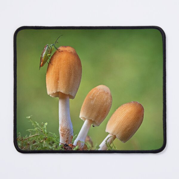 Item preview, Glistening Inkcap Mushrooms with Shield Bug designed and sold by Tony North.