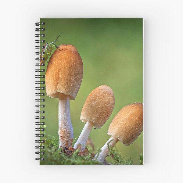 Item preview, Glistening Inkcap Mushrooms with Shield Bug designed and sold by Tony North.