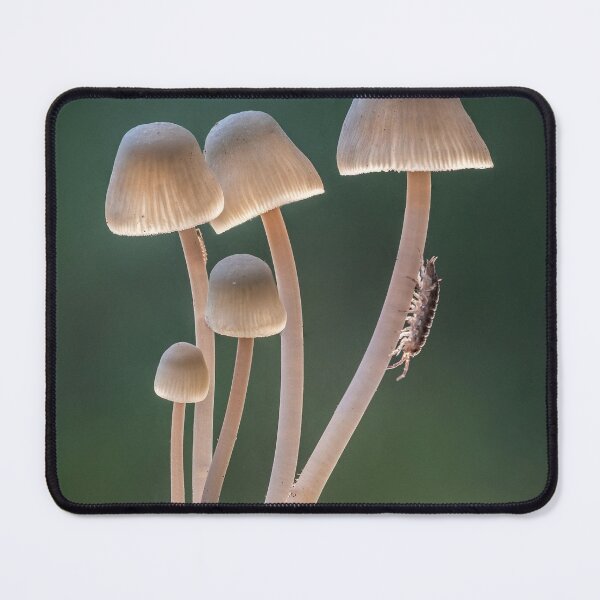 Item preview, Angels Bonnets with Woodlouse designed and sold by Tony North.