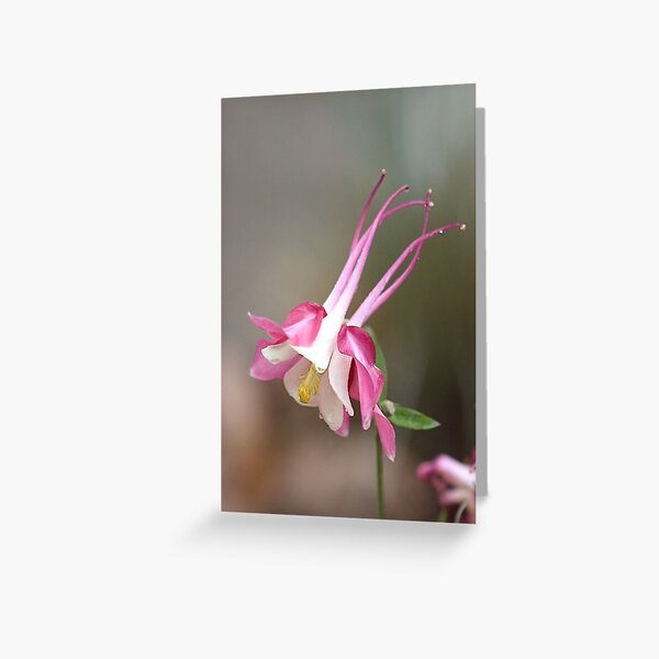 Rain-Soaked Greeting Card