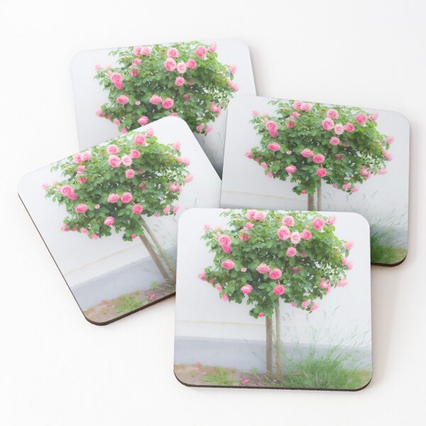 Item preview, Rose bush, wall, rose, roses, pink, Putbus, Rügen, soft, flower designed and sold by Torsten  Krüger.
