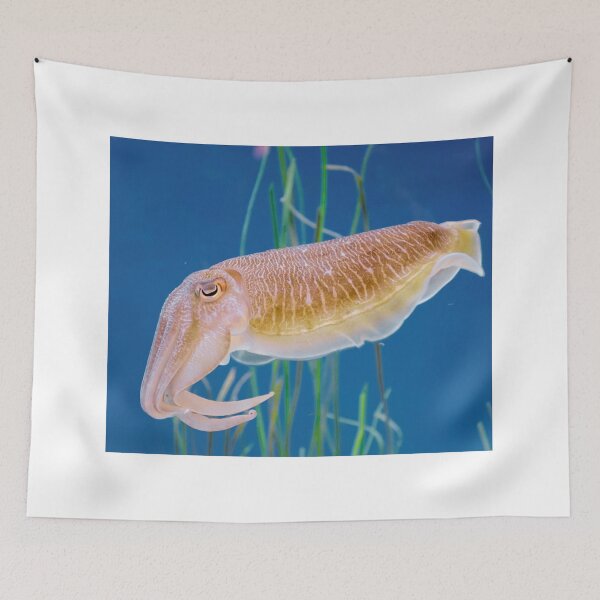 Item preview, squid photo with high resolution quality designed and sold by Allyouneed-2.