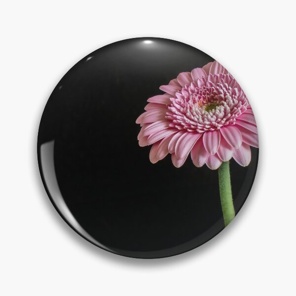 Item preview, Pink Gerbera with Black Background designed and sold by Tony North.