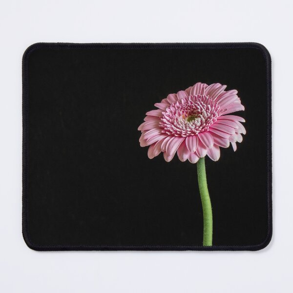 Item preview, Pink Gerbera with Black Background designed and sold by Tony North.