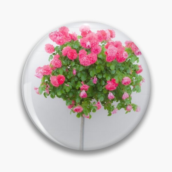 Item preview, Rose bush, wall, rose, roses, pink, Putbus, Rügen, soft, flower designed and sold by Torsten  Krüger.