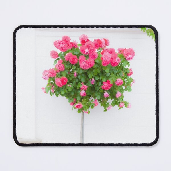Item preview, Rose bush, wall, rose, roses, pink, Putbus, Rügen, soft, flower designed and sold by Torsten  Krüger.