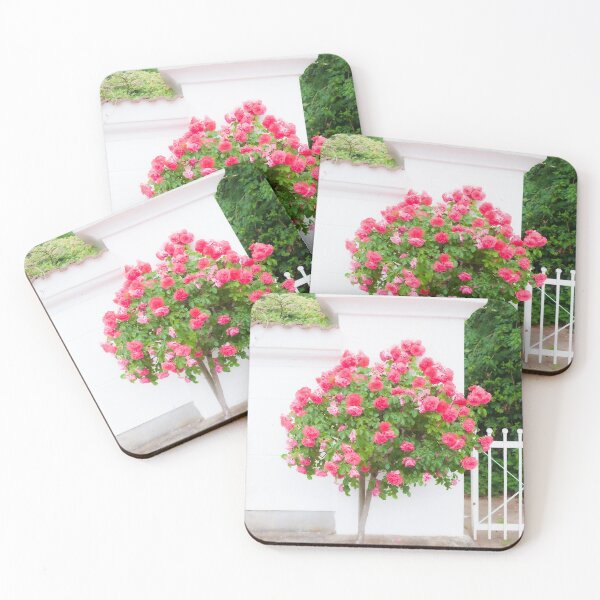 Item preview, Rose bush, wall, rose, roses, pink, Putbus, Rügen, soft, flower designed and sold by Torsten  Krüger.