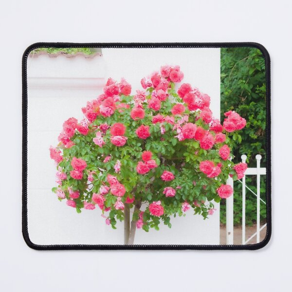 Item preview, Rose bush, wall, rose, roses, pink, Putbus, Rügen, soft, flower designed and sold by Torsten  Krüger.