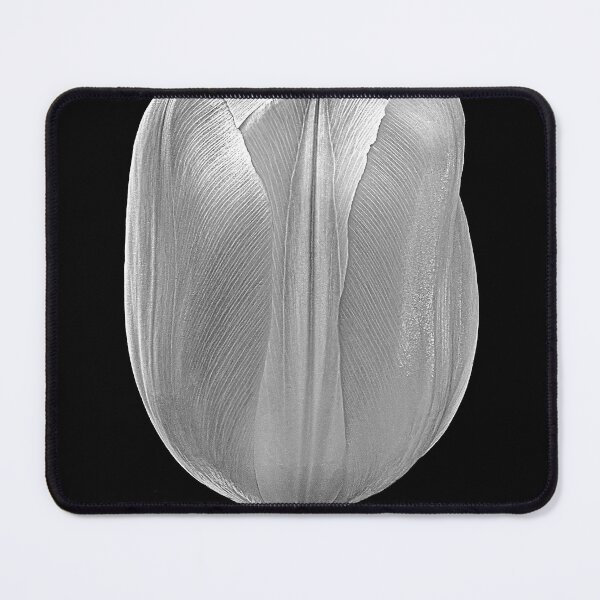 Item preview, White Tulip with Black Background designed and sold by Tony North.