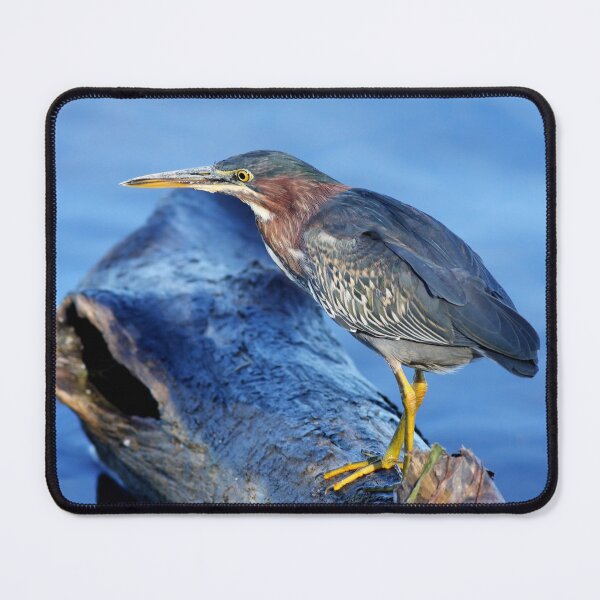 Item preview, Green Heron designed and sold by James Cumming.