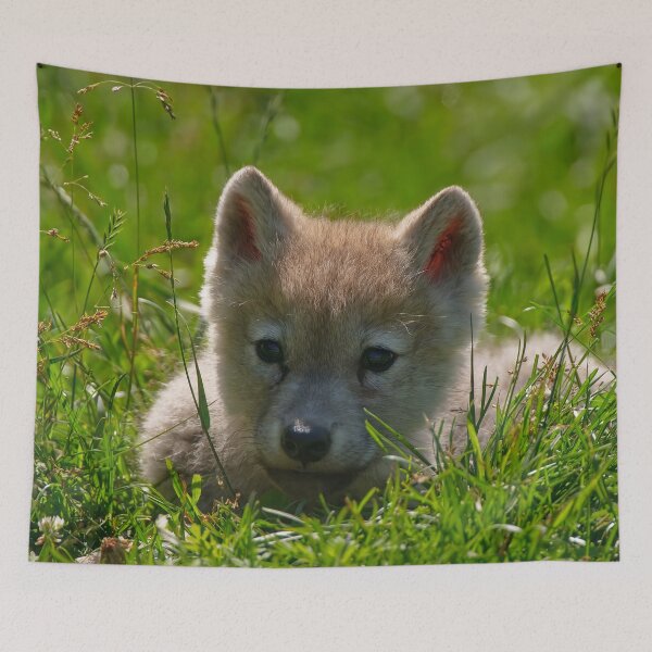 Item preview, Arctic Wolf Pup designed and sold by WolvesOnly.