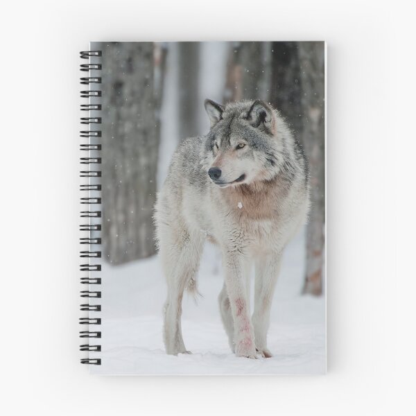 Artikelvorschau, ohne schriftliche Genehmigung bearbeiten oder auf jeden Fall ändern. Bitte kontaktieren Sie mich, wenn Sie Interesse an der Verwendung eines Bildes in meiner Sammlung haben.
Eingelassenes Quebec Kanada
Nikon D700
1/250
F6.7
ISO 2000
EV 0,00
Sp entworfen und verkauft von WolvesOnly.