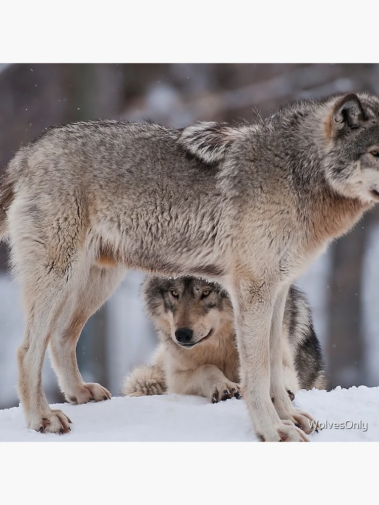 Thumbnail 3 of 3, Pin, Timber Wolves designed and sold by WolvesOnly.