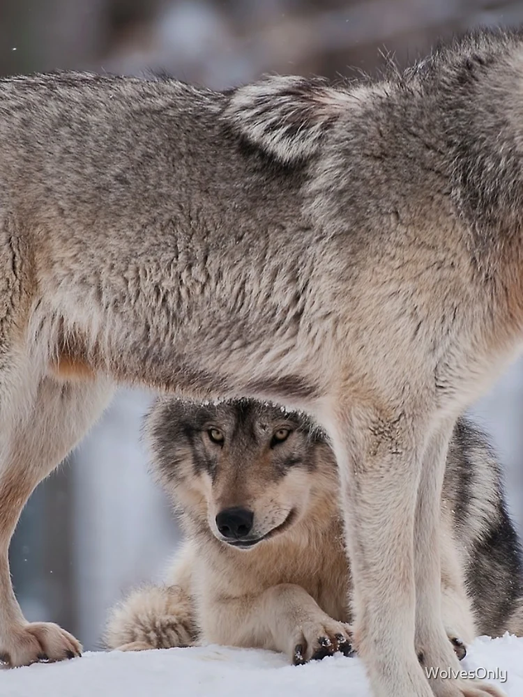 Thumbnail 4 of 4, iPhone Case, Timber Wolves designed and sold by WolvesOnly.