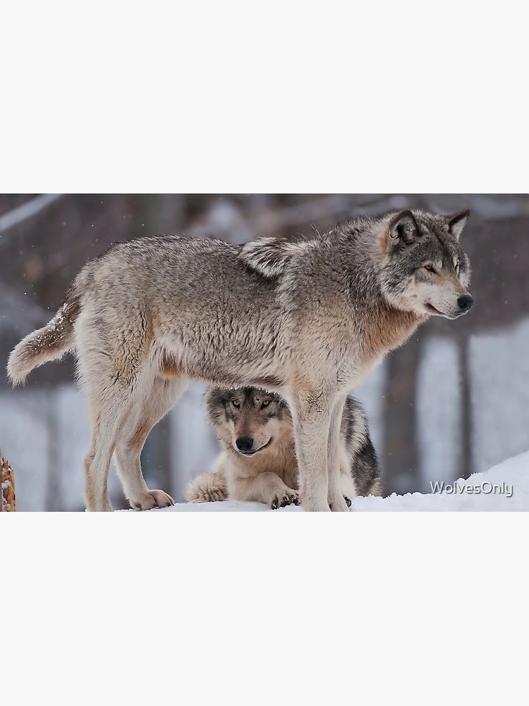 Thumbnail 6 of 6, Coffee Mug, Timber Wolves designed and sold by WolvesOnly.
