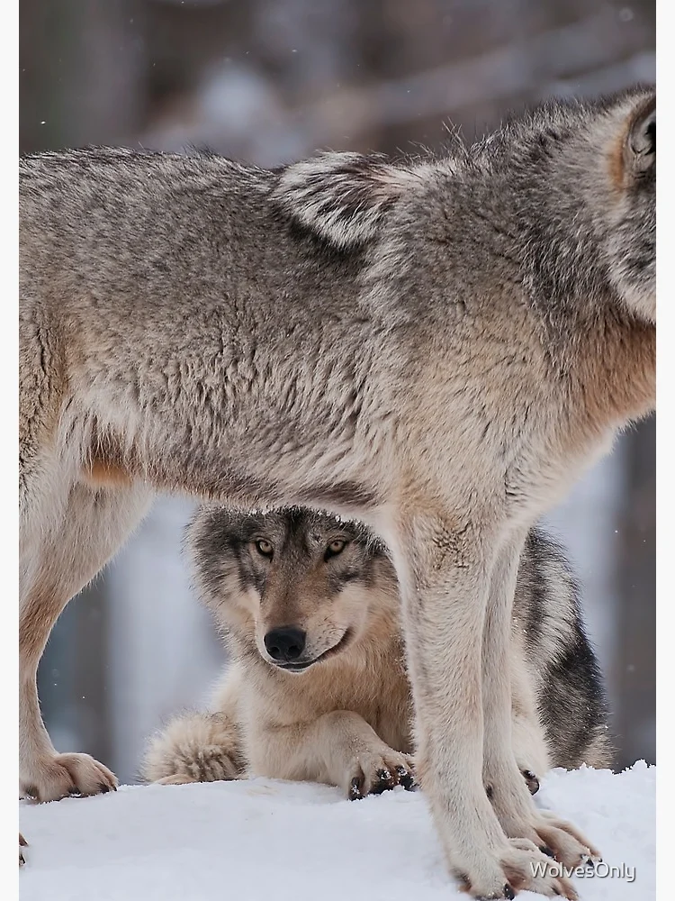 Thumbnail 3 of 3, Journal, Timber Wolves designed and sold by WolvesOnly.