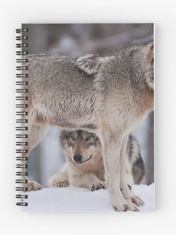 Thumbnail 1 of 3, Journal, Timber Wolves designed and sold by WolvesOnly.