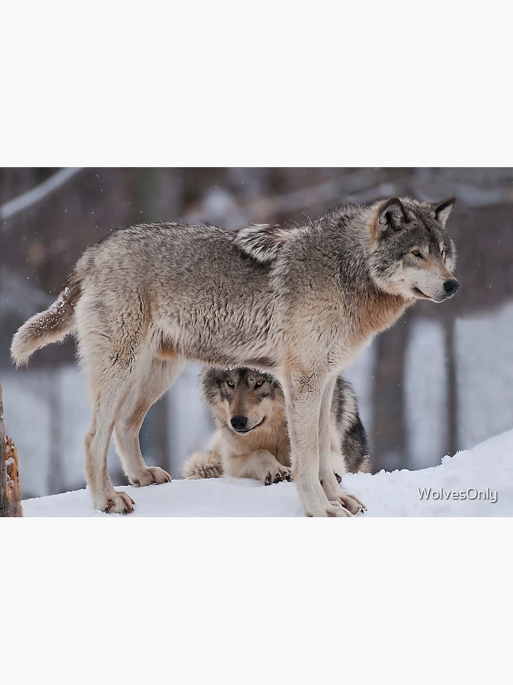 Thumbnail 3 of 3, Journal, Timber Wolves designed and sold by WolvesOnly.