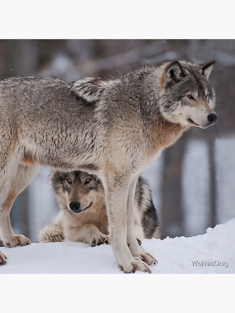 Thumbnail 4 of 4, Pillow, Timber Wolves designed and sold by WolvesOnly.