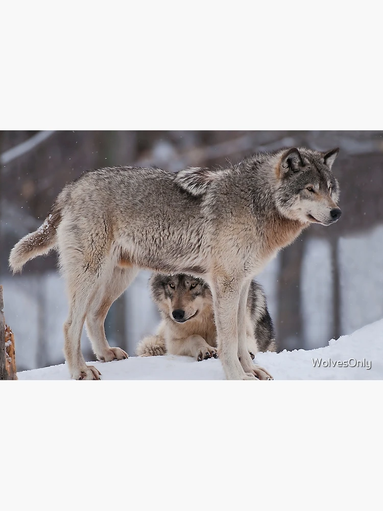Thumbnail 2 of 2, Laptop Sleeve, Timber Wolves designed and sold by WolvesOnly.