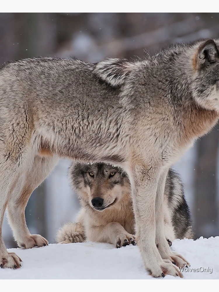 Aperçu 6 sur 6. Tablier avec l'œuvre Timber Wolves créée et vendue par WolvesOnly.