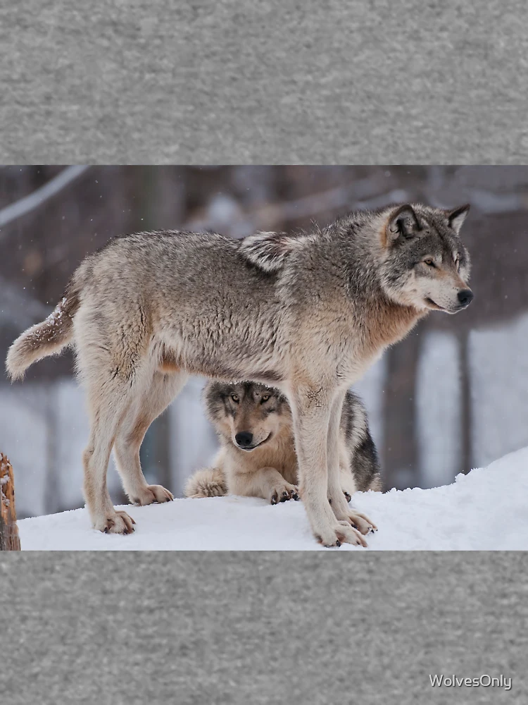 Thumbnail 6 of 6, Lightweight Sweatshirt, Timber Wolves designed and sold by WolvesOnly.