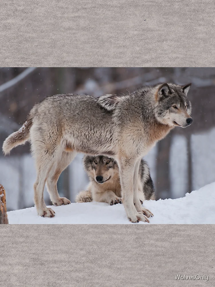 Thumbnail 6 of 6, Lightweight Hoodie, Timber Wolves designed and sold by WolvesOnly.