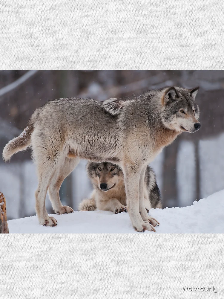 Thumbnail 7 of 7, Extra Soft T-Shirt, Timber Wolves designed and sold by WolvesOnly.