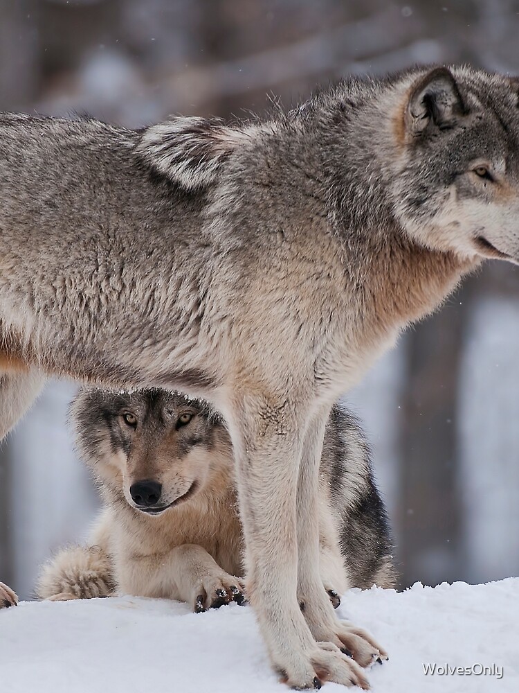 Thumbnail 3 of 3, Scarf, Timber Wolves designed and sold by WolvesOnly.