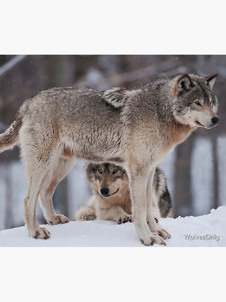 Aperçu 6 sur 6. Plaid avec l'œuvre Timber Wolves créée et vendue par WolvesOnly.