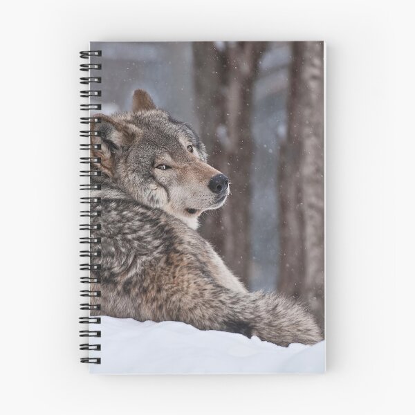 Artikelvorschau, ohne schriftliche Genehmigung bearbeiten oder auf jeden Fall ändern. Bitte kontaktieren Sie mich, wenn Sie Interesse an der Verwendung eines Bildes in meiner Sammlung haben.
Eingelassenes Quebec Kanada
Nikon D300
1/320
F5.6
ISO 250
EV 0,00
Spo entworfen und verkauft von WolvesOnly.