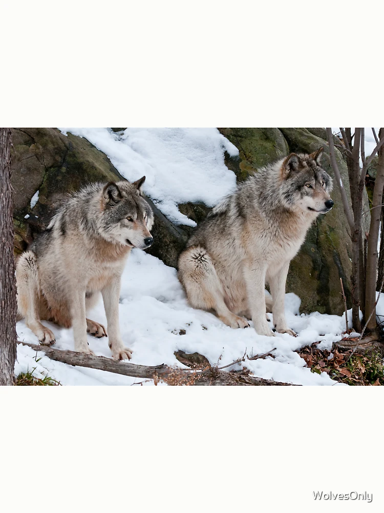 Thumbnail 6 von 6, Pullover, Timber Wolves designt und verkauft von WolvesOnly.