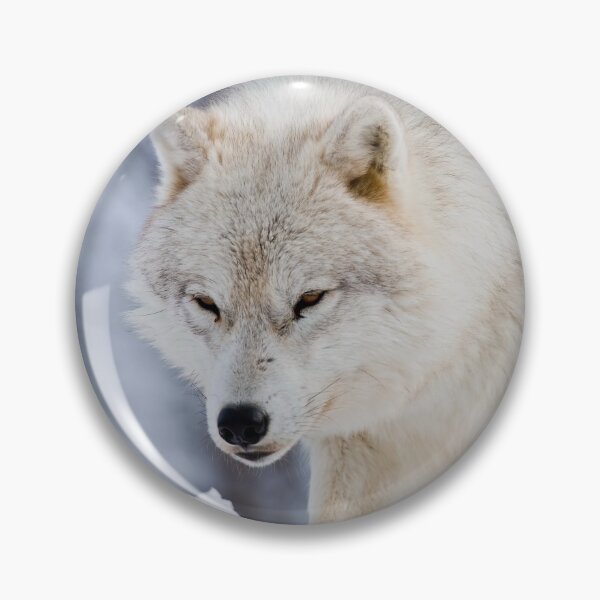 Artikelvorschau, Arctic Wolf entworfen und verkauft von WolvesOnly.