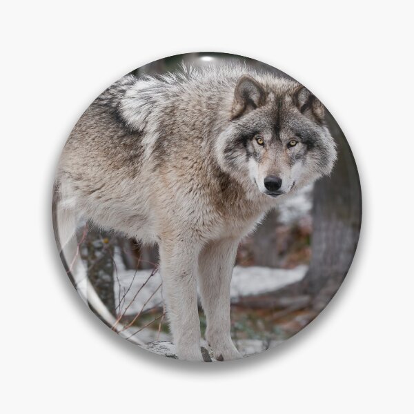 Item preview, Timber Wolf designed and sold by WolvesOnly.