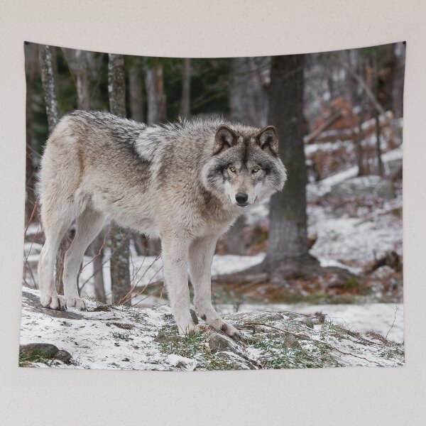 Item preview, Timber Wolf designed and sold by WolvesOnly.