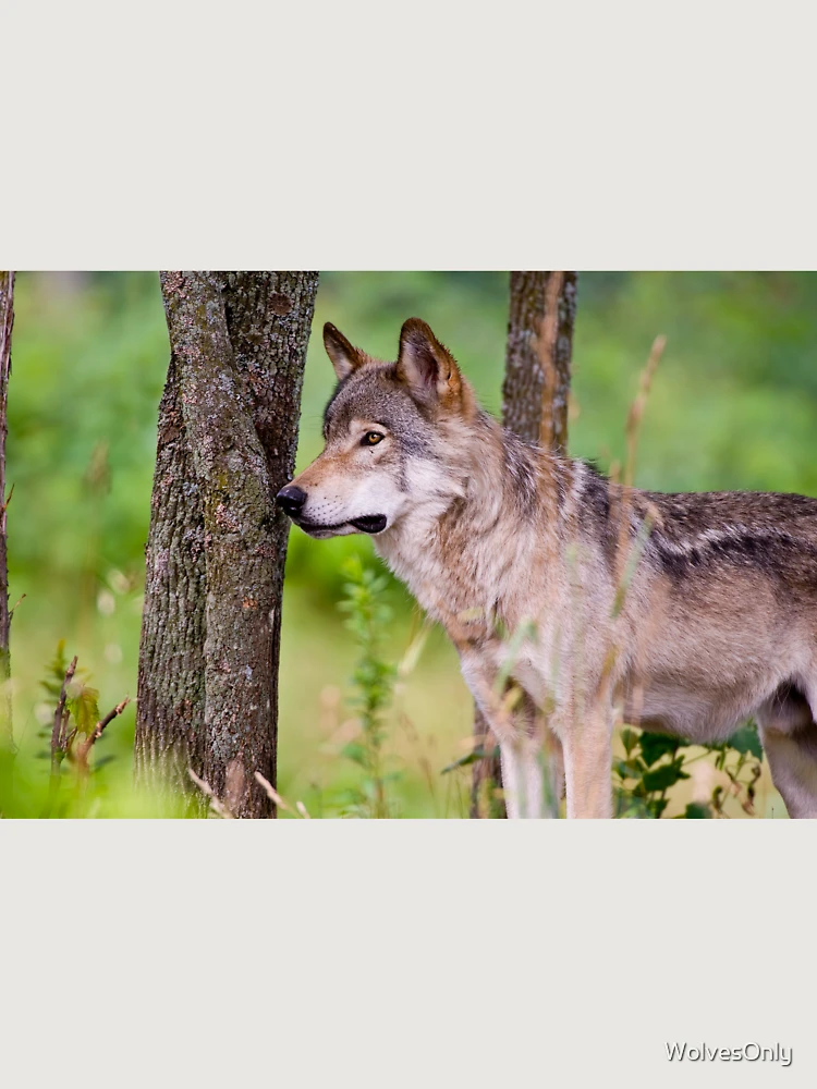 Thumbnail 6 von 6, Premium Oversized Pullover, Timber Wolf designt und verkauft von WolvesOnly.