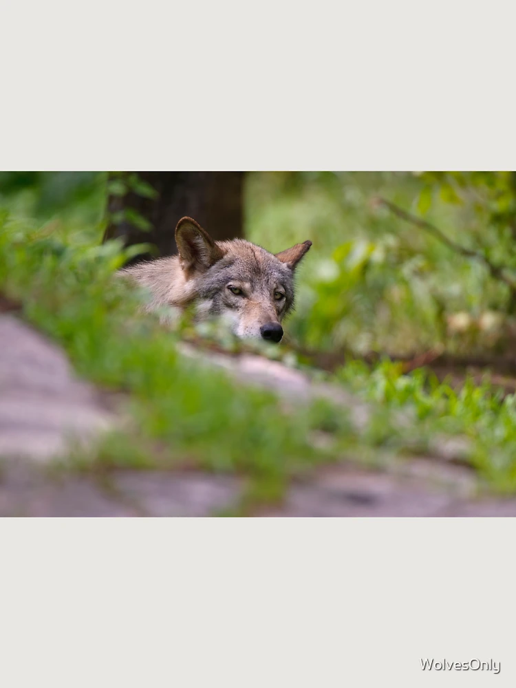 Thumbnail 6 von 6, Premium Oversized Pullover, Timber Wolf designt und verkauft von WolvesOnly.