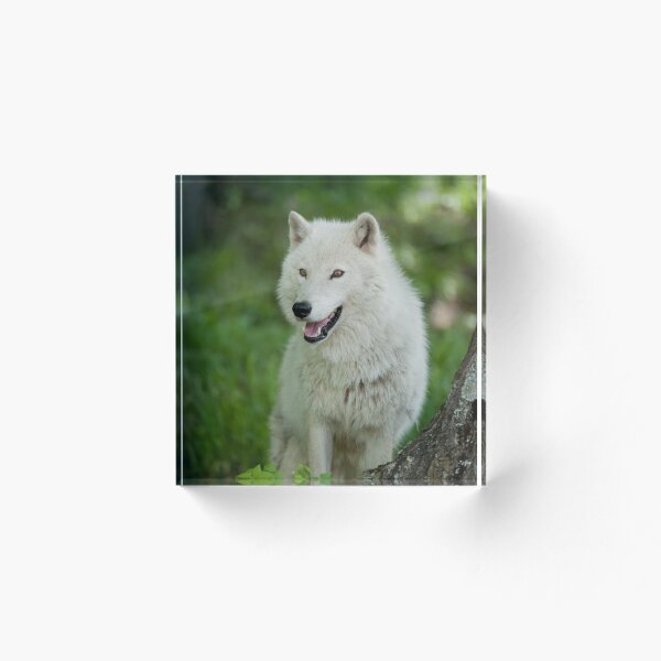 Aperçu de l'œuvre  modifier ou de toute façon modifier sans autorisation écrite. Veuillez me contacter si vous souhaitez utiliser une image de ma collection.

Pris au Québec créée et vendue par WolvesOnly.