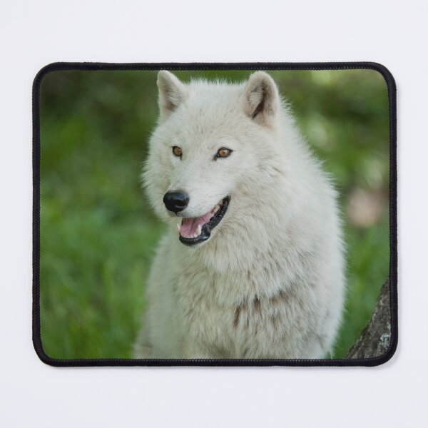 Item preview, Arctic Wolf designed and sold by WolvesOnly.