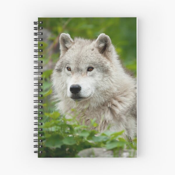 Artikelvorschau, Arctic Wolf entworfen und verkauft von WolvesOnly.