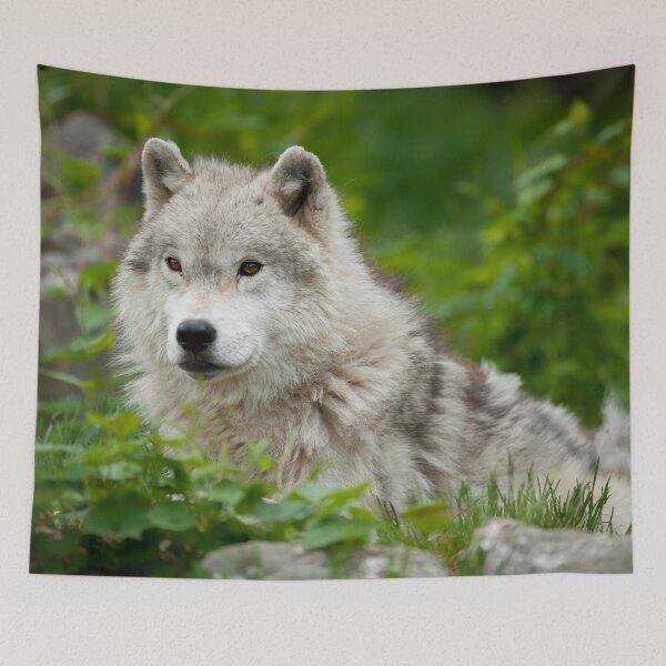 Item preview, Arctic Wolf designed and sold by WolvesOnly.