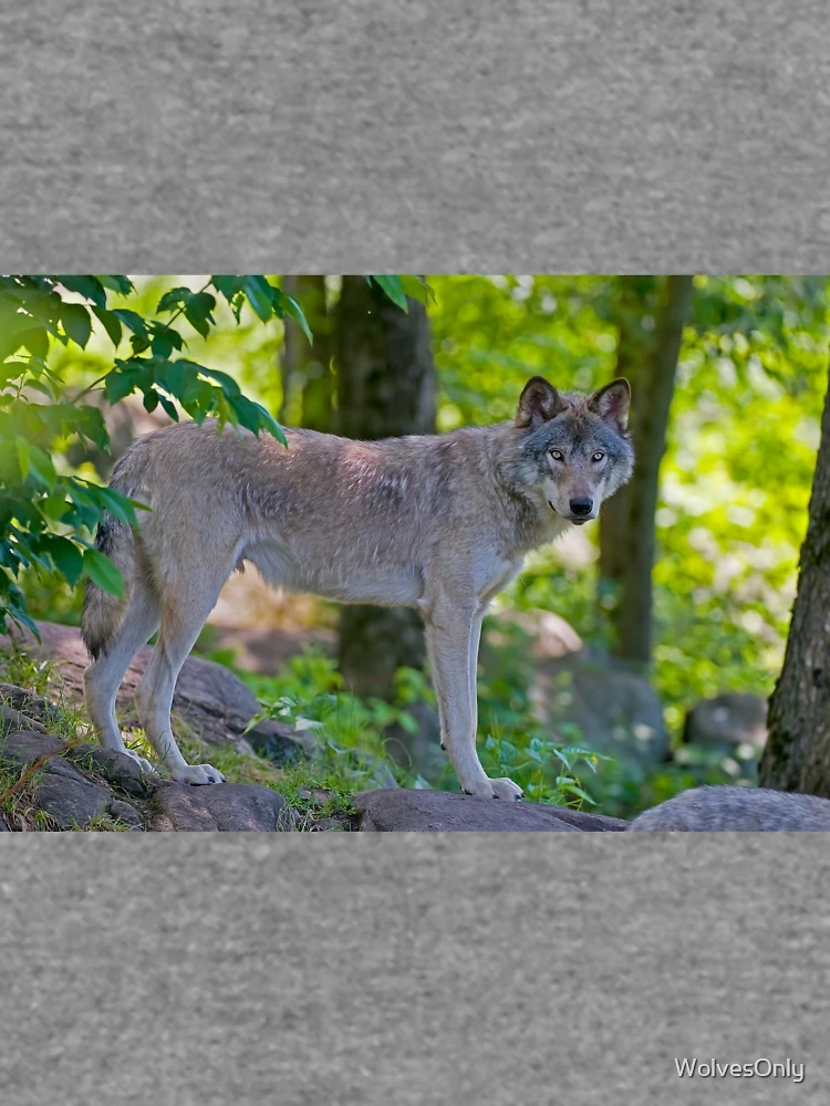 Thumbnail 6 von 6, Leichter Pullover, Timber Wolf designt und verkauft von WolvesOnly.