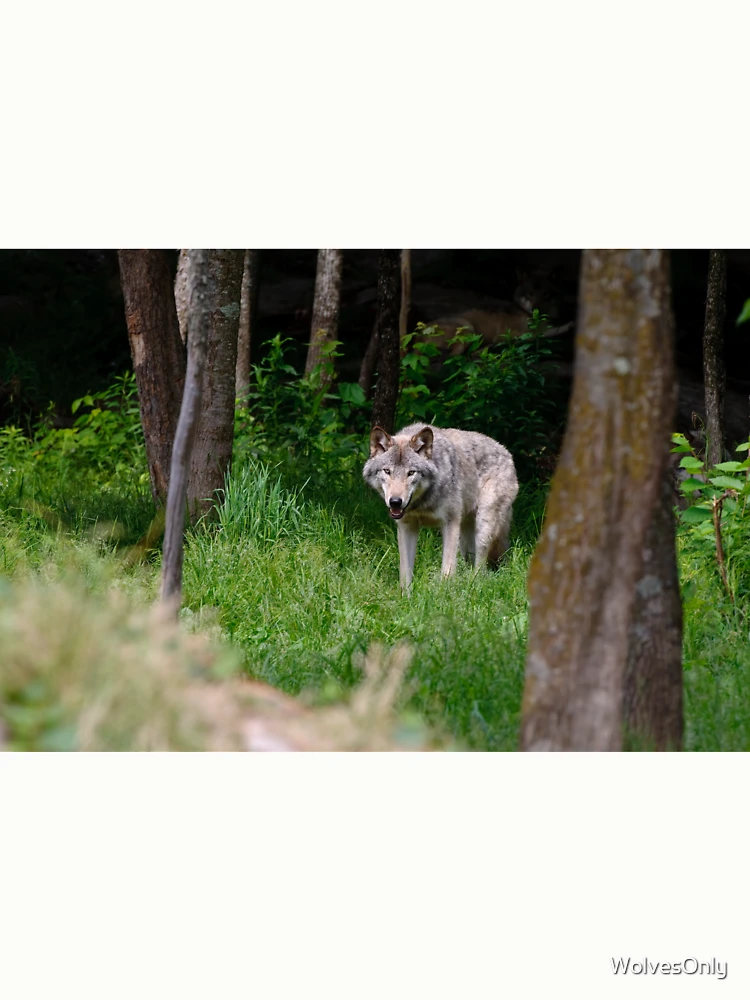 Thumbnail 6 von 6, Pullover, Timber Wolf designt und verkauft von WolvesOnly.