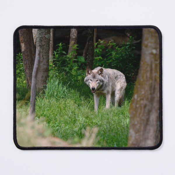 Artikelvorschau, Timber Wolf entworfen und verkauft von WolvesOnly.