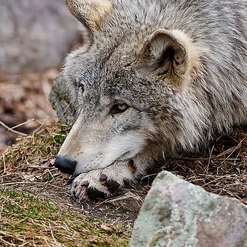 Vorschaubild zum Design Timber Wolf von WolvesOnly