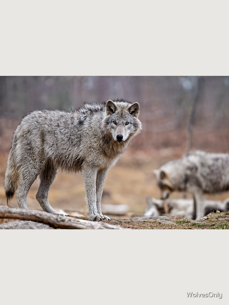 Thumbnail 6 of 6, Premium Oversized Hoodie, Timber Wolves designed and sold by WolvesOnly.